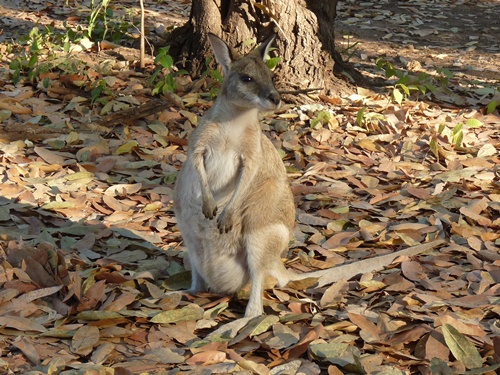Kaenguru